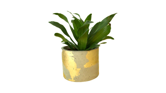 Large Round Plant Pot