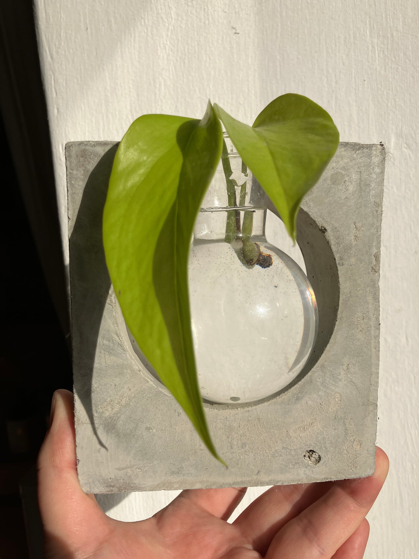 Florence propagation vase