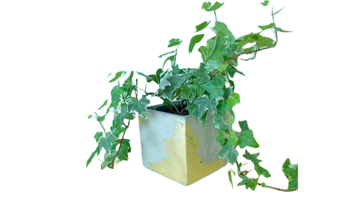 Square Plant Pot