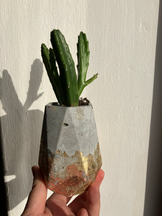 Geometric Pot- Large